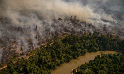 Deforestazione: cause, conseguenze e possibili rimedi