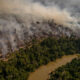 Deforestazione: cause, conseguenze e possibili rimedi
