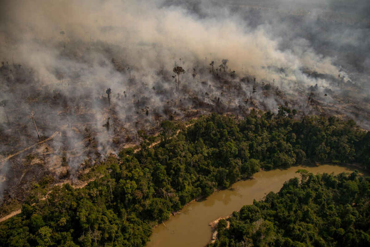 Deforestazione: cause, conseguenze e possibili rimedi