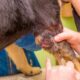 Osteosarcoma nel cane