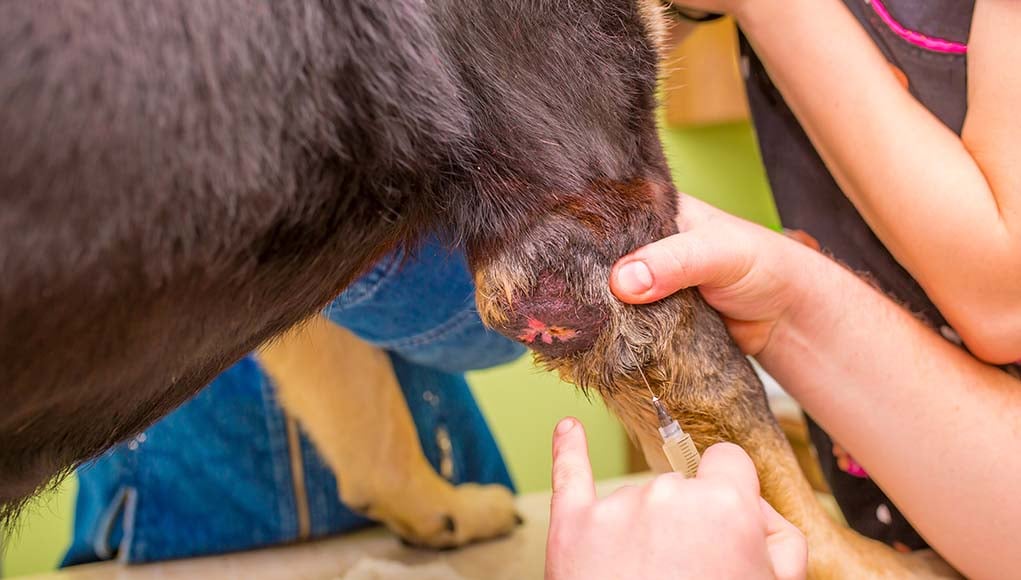 Osteosarcoma nel cane