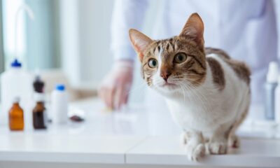 (FeLV) Virus della Leucemia Felina: Cause, sintomi e cura