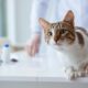 (FeLV) Virus della Leucemia Felina: Cause, sintomi e cura