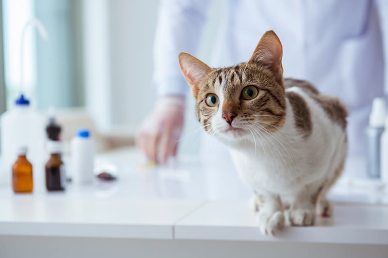 (FeLV) Virus della Leucemia Felina: Cause, sintomi e cura