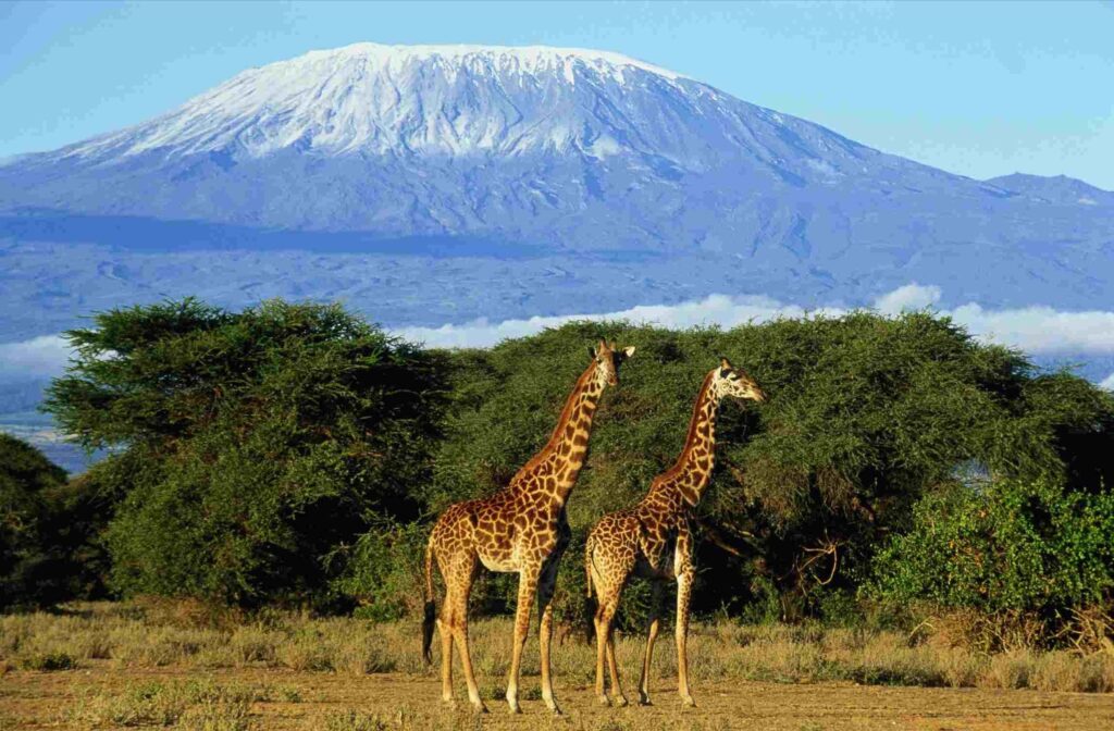 Il Parco Nazionale del Kilimanjaro, Tanzania