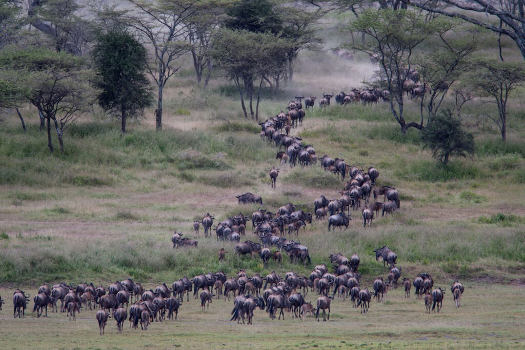 Il Parco Nazionale del Serengeti, Tanzania