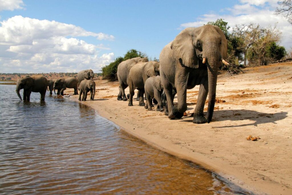 Il Parco Nazionale di Chobe, Botswana