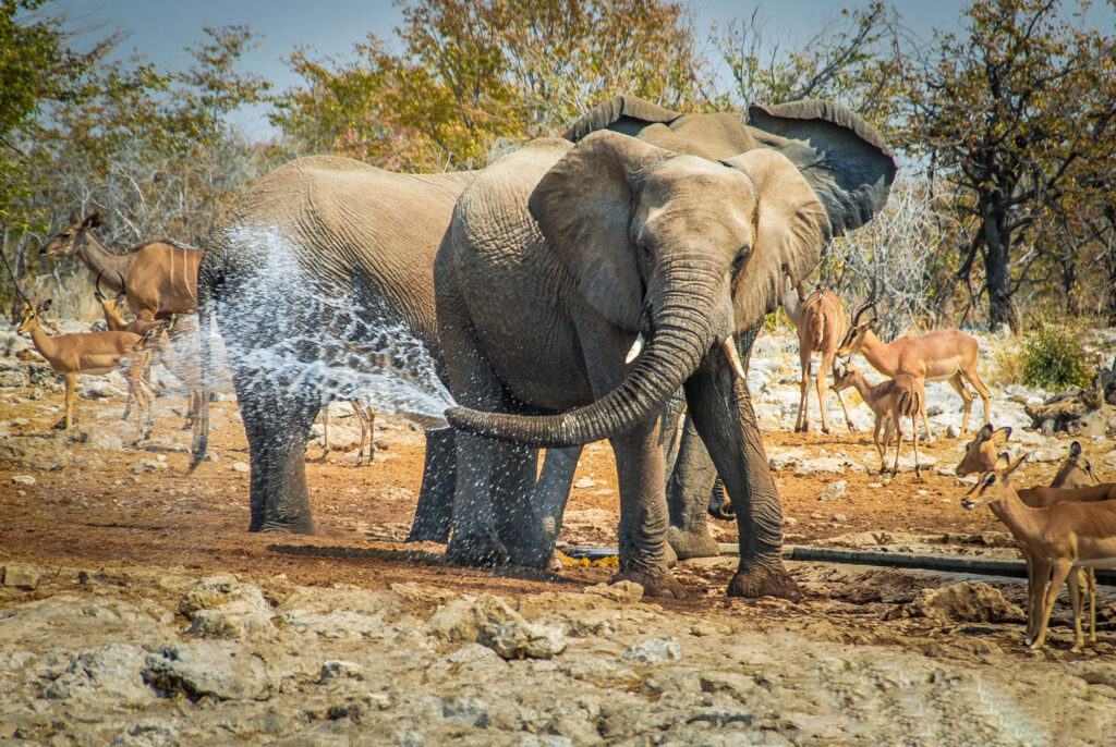Il Parco Nazionale di Etosha, Namibia