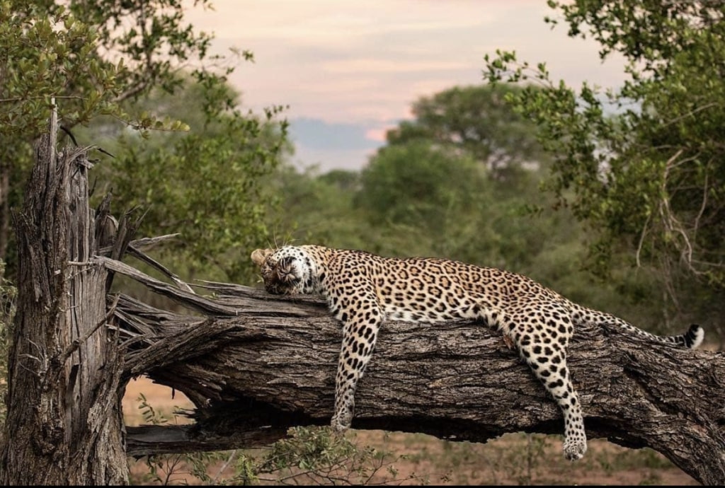 Il Parco Nazionale di Kruger, Sudafrica