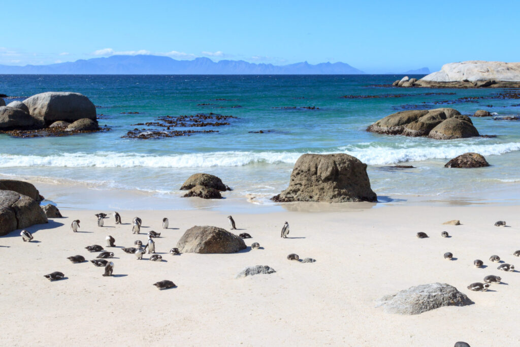 La Penisola del Capo: Natura selvaggia