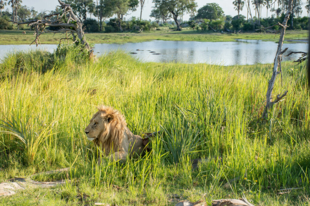 La Riserva di Moremi, Botswana