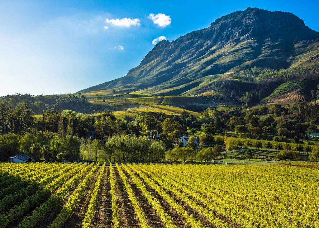 Le Winelands del Capo: Scoperte enogastronomiche