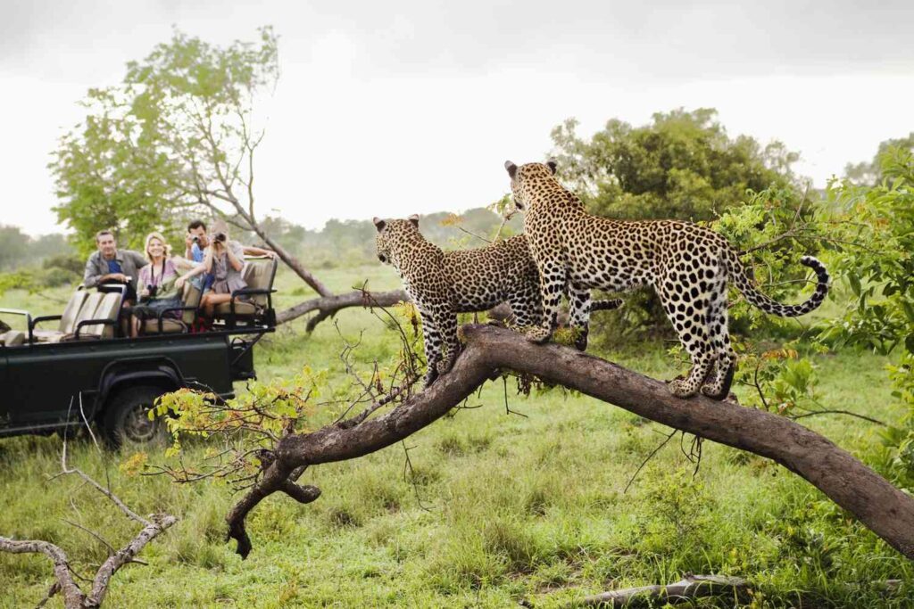 Parco Nazionale Kruger: Un safari indimenticabile