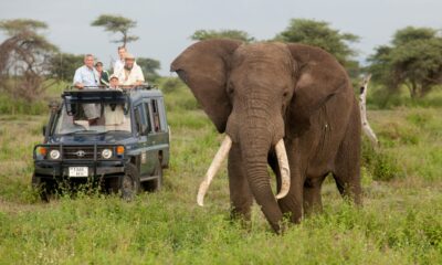 Safari in Africa: Le miglior destinazioni da esplorare