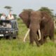 Safari in Africa: Le miglior destinazioni da esplorare