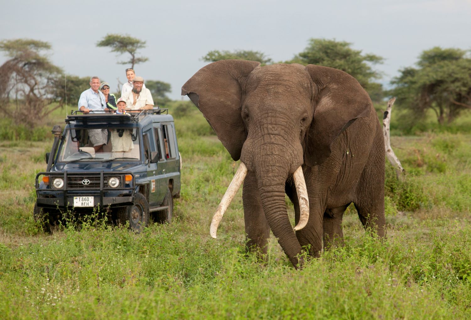 Safari in Africa: Le miglior destinazioni da esplorare