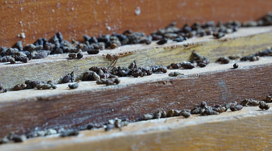 Cacche di topo: Rischi e malattie