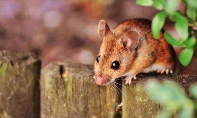Hantavirus: Origini e diffusione della febbre dei topi