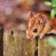 Hantavirus: Origini e diffusione della febbre dei topi