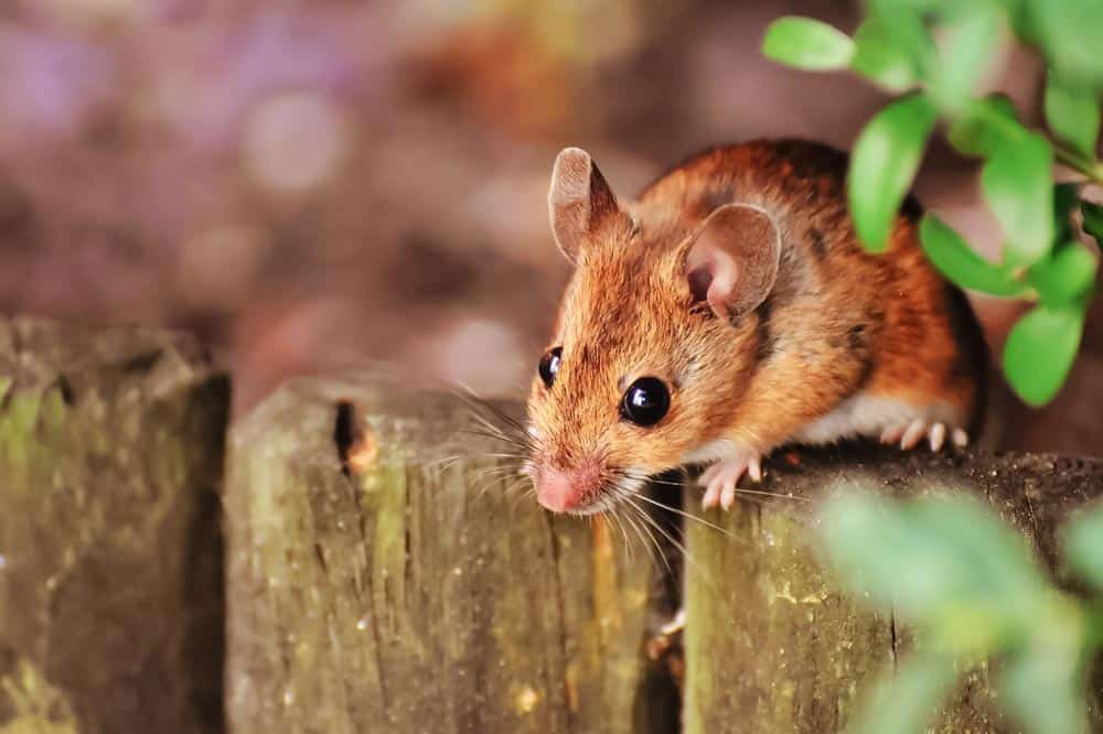 Hantavirus: Origini e diffusione della febbre dei topi