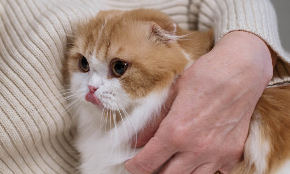 Sintomi e trattamento dell'allergia al pelo di gatto