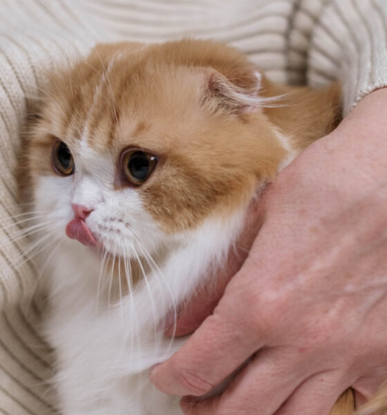 Sintomi e trattamento dell'allergia al pelo di gatto