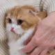 Sintomi e trattamento dell'allergia al pelo di gatto