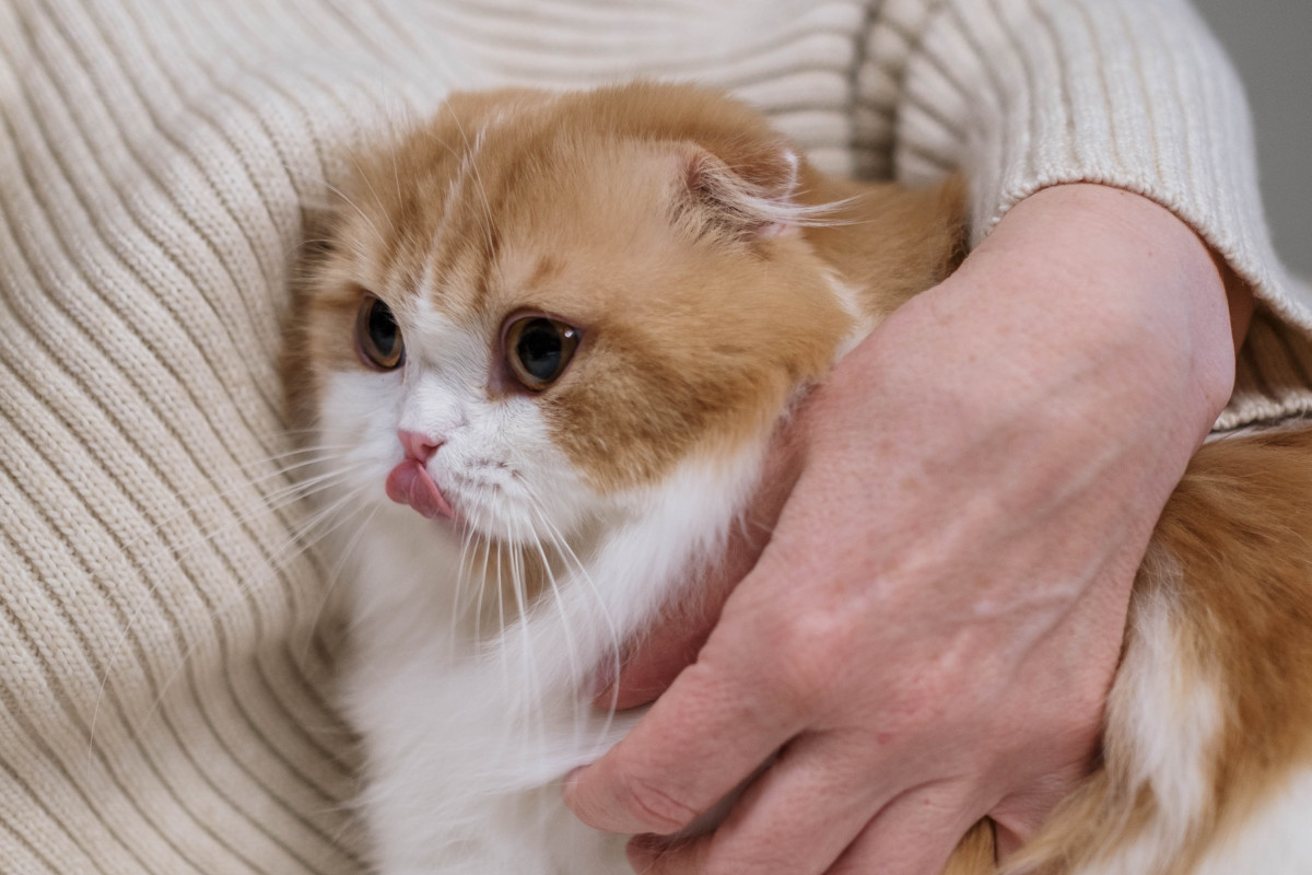Sintomi e trattamento dell'allergia al pelo di gatto