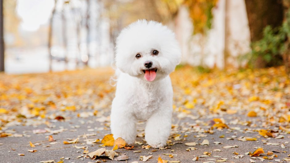 Bichon Frisé
