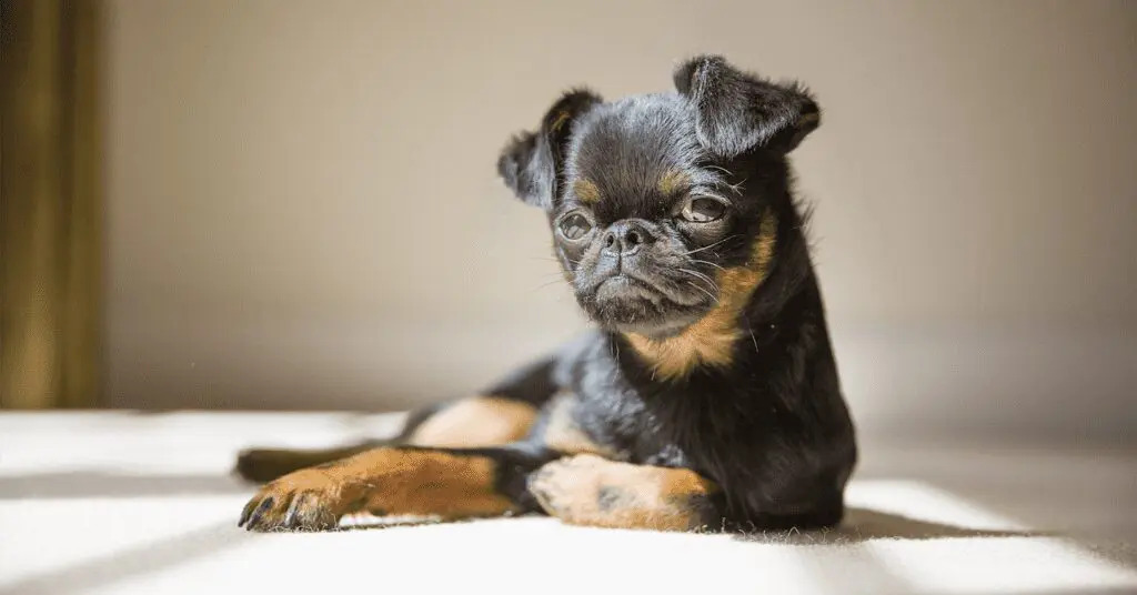 Top 10 razze di cani che non perdono pelo