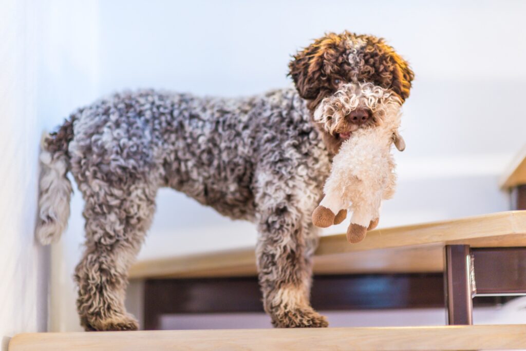 Lagotto Romagnolo
