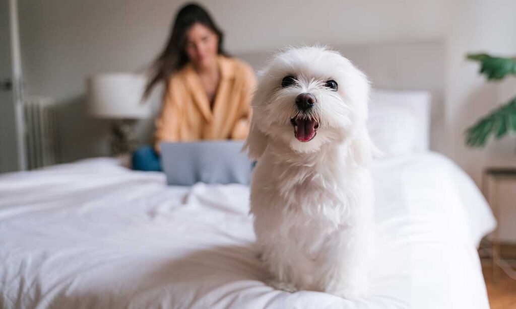 Maltese