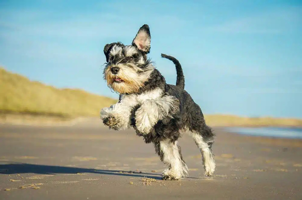 Schnauzer