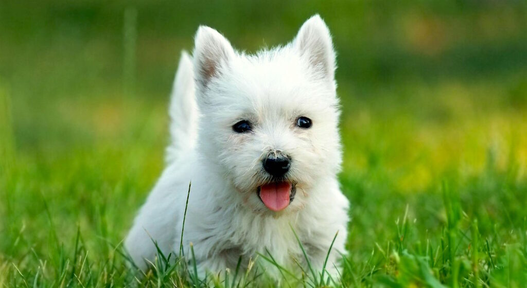 West Highland White Terrier
